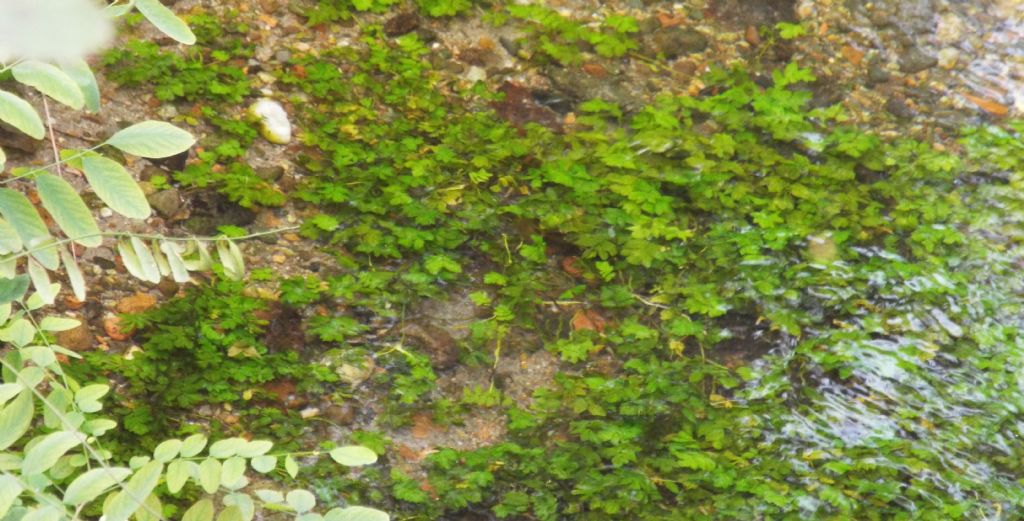 Pianta sommersa: cfr. Berula erecta / Sedanina d''acqua (Apiaceae)